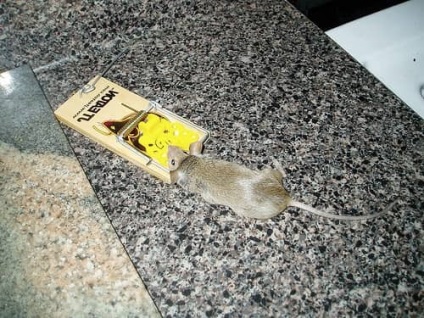 Ahogy egérfogó megszabadulni az egerek a házban