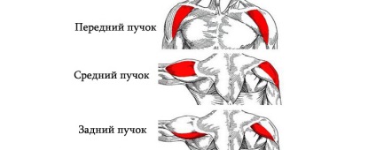 Hogyan építsünk erős váll anatómia és a testmozgás