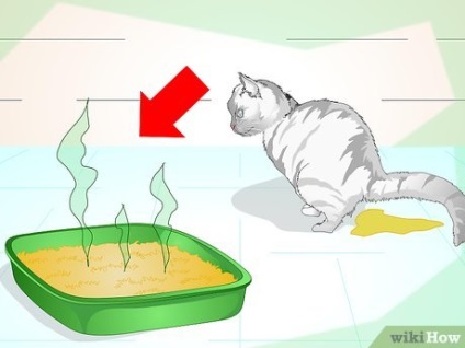 Hogyan elválaszt a macska vizelni rossz helyen