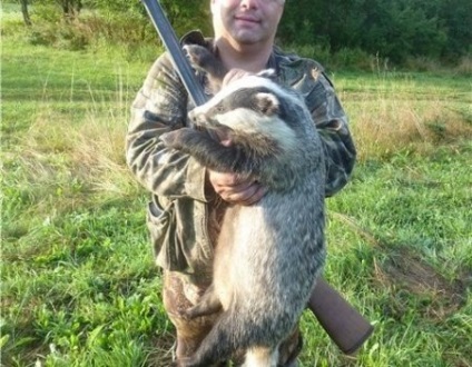 Hogyan lehet elkapni a Badger (borz) Hogyan lehet elkapni a borz