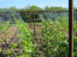 Hogyan kell helyesen lekötni szőlőt tavasszal kezdőknek az országban