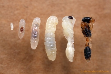 Hogyan szaporodnak a hangyák, a várható élettartam, a szerkezet a hangyák, vetőmag, szex (nőstény,