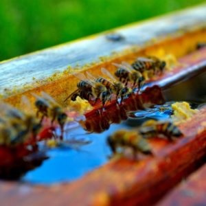 Hogyan kell főzni a szirupot a méhek és hogyan kell használni