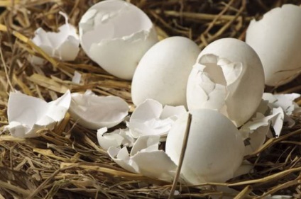 Hogyan, hogy műtrágya ki a tojáshéj, és milyen annak előnyeit