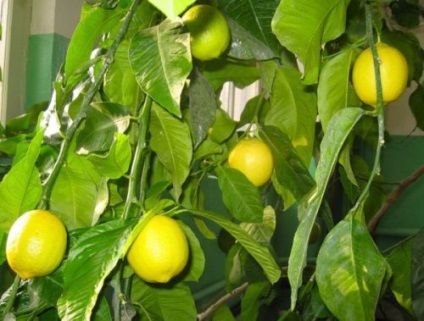 Hogyan törődik a citromfa otthon