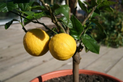 Hogyan törődik a citromfa otthon
