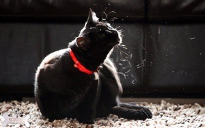 Hogyan válasszuk ki a bolha nyakörvek macskáknak