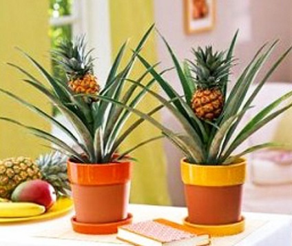 Hogyan növekszik ananász otthon texte