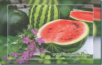 Hogyan növekszik a görögdinnye - korai érésű fajták görögdinnye receptek, a helyszínen a kertben, ház és a szobanövények