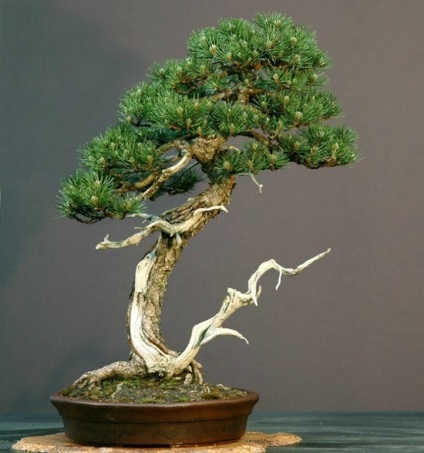 Hogyan növekszik bonsai otthon, ls