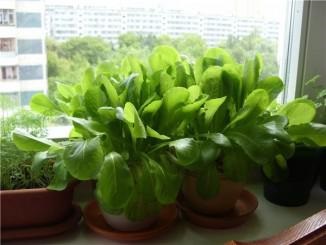 Hogyan nő a spenót egy ablakpárkányon növényi