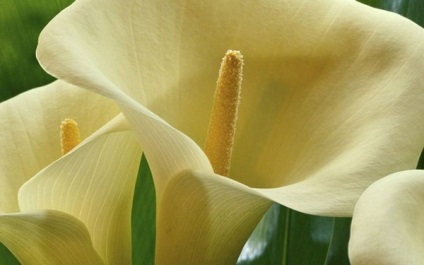 Calla gumó (személyes tapasztalat)