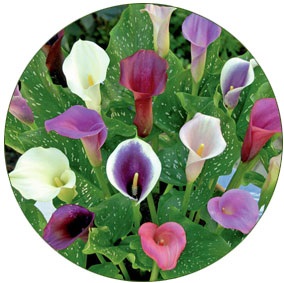 Calla gumó (személyes tapasztalat)