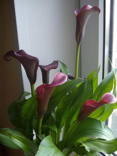 Calla gumó (személyes tapasztalat)