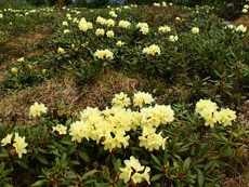 Kashkarov arany vagy Rhododendron arany otthoni szobanövények