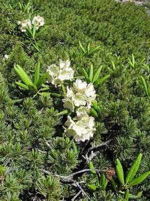 Kashkarov arany vagy Rhododendron arany otthoni szobanövények