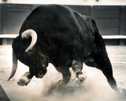 До чого сниться бик нападає з рогами, чорний бик, тікати від бика