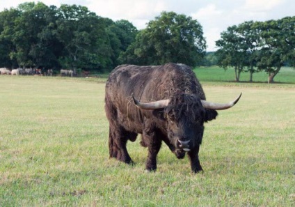 До чого сниться бик нападає з рогами, чорний бик, тікати від бика