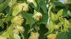 Fireweed ellenjavallatok és hasznos tulajdonságait