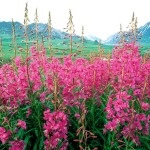 Fireweed ellenjavallatok és hasznos tulajdonságait