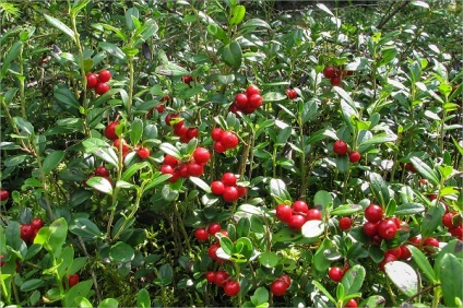 Cranberries és áfonyával különbségek, fotók