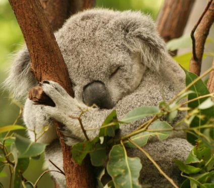 Koala - Bear erszényes és védtelen