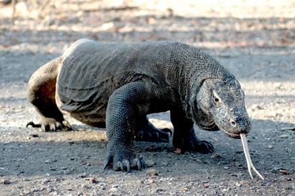 Komodo sárkány - egy leírást, fotók, ahol él, mit eszik (nagy gyík világ) Komodo sárkány - egy leírást, fotók, ahol él, mit eszik