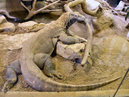 Komodo sárkány - egy leírást, fotók, ahol él, mit eszik (gyík) Komodo sárkány - egy leírást, fotók, ahol él, mit eszik