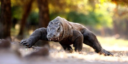 Komodo sárkány - egy leírást, fotók, ahol él, mit eszik (várakozás) Komodo sárkány - egy leírást, fotók, ahol él, mit eszik
