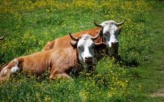 Etetés borjak, gabona adag borjak elválasztott per tehén anya, a gyors növekedés, (borjak) Etetés borjak, gabona adag borjak elválasztása egy tehénre anya, a gyors növekedés,