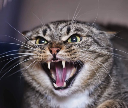 Feline stressz hogyan lehet felismerni őket, és megszabadulni tőlük (macska izgalom) Feline stressz hogyan lehet felismerni őket, és megszabadulni tőlük