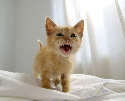Feline stressz hogyan lehet felismerni őket, és megszabadulni tőlük (oka a stressz) Feline stressz hogyan lehet felismerni őket, és megszabadulni tőlük
