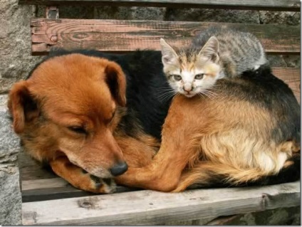 A macskák és a barátok példák közötti barátság állatok