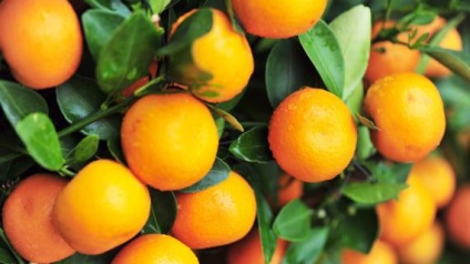 Kumquat - a termék leírása (leírás) Kumquat - Termék leírás