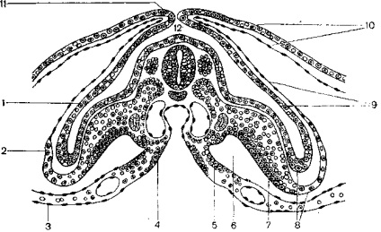 Lectures on szövettan fejlődéstan bázisokkal (zaochnikov) - №5 (gasztruláció által végzett) Előadások a szövettani bázisokkal embriológia (a külső diákok) - №5