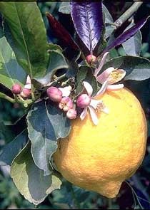 Lemon, a kémiai összetétele citrom, citrom felhasználása a népi gyógyászatban