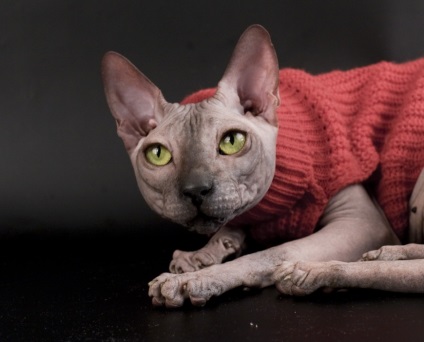 Szőrtelen macskák Don Sphynx és kanadai - fotók, árak, cica
