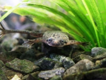Frog törpe (hymenochirus boettgeri) (törpe) Frog törpe (hymenochirus boettgeri)