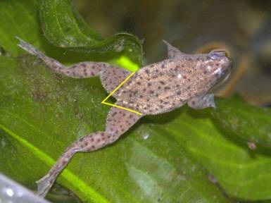Frog törpe (hymenochirus boettgeri) (boettgeri) Frog törpe (hymenochirus boettgeri)