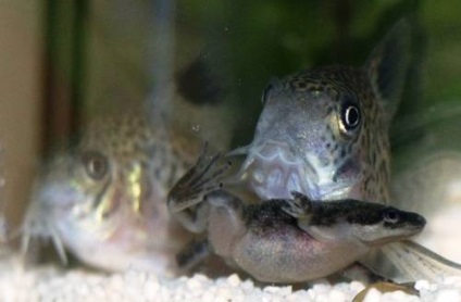 Frog törpe (hymenochirus boettgeri) (béka) Frog törpe (hymenochirus boettgeri)