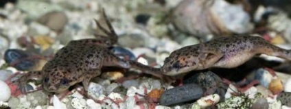 Frog törpe (hymenochirus boettgeri) (törpe) Frog törpe (hymenochirus boettgeri)