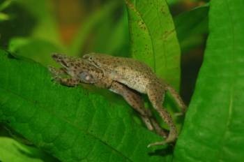 Frog törpe (hymenochirus boettgeri) (hymenochirus) Frog törpe (hymenochirus boettgeri)