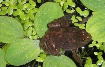 Frog törpe (hymenochirus boettgeri)