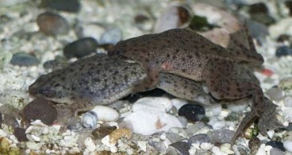 Frog törpe (hymenochirus boettgeri) (törpe) Frog törpe (hymenochirus boettgeri)