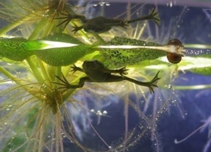 Frog törpe (hymenochirus boettgeri) (béka) Frog törpe (hymenochirus boettgeri)