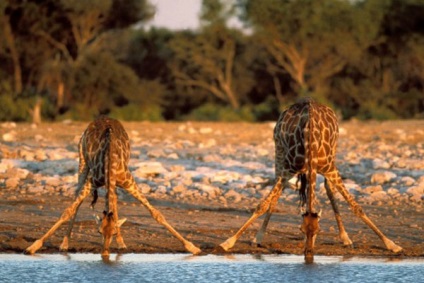 Érdekességek a zsiráfok