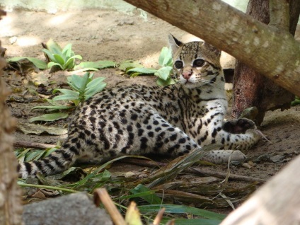 Margao cat hosszúfarkú macska (Közép-Dél-Amerika) Margao macska hosszúfarkú macska