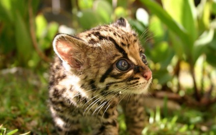Margali Marga cat (macska) Margao macska hosszúfarkú macska