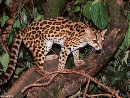 Margali Marga cat (macska) Margao macska hosszúfarkú macska