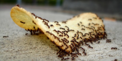 Kis hangyák a lakásban, hogy megszabaduljon tőlük